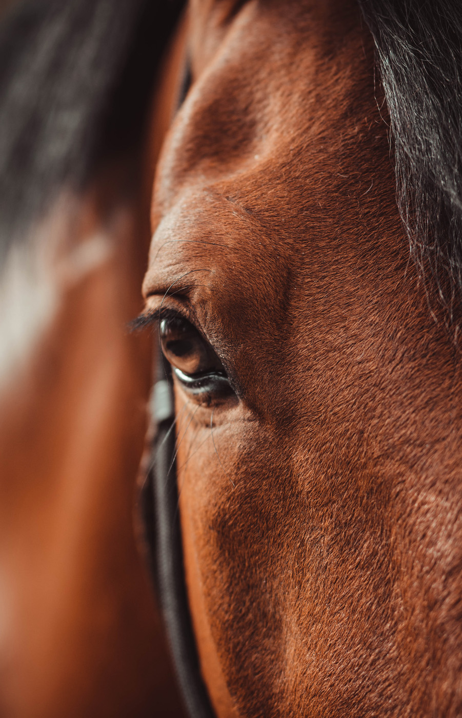 Manon Knasko Photographies